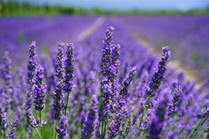 Lavender Natural Healing