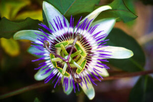 Passionflower Herbal Remedies